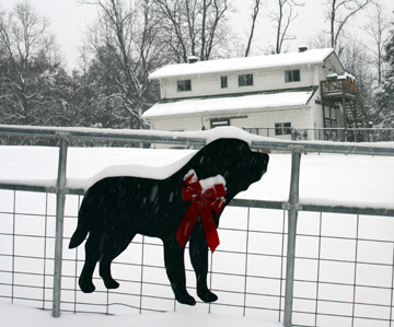 Welcome to Who Dat Saints whre our dogs enjoy a huge play yard and indoor/outdoor runs.